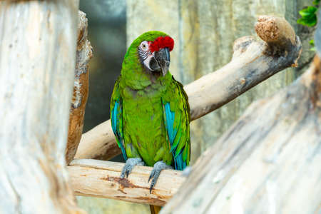 Big ara parrot with huge beak sit on the branch and looking at the camera. Green-red macaw parrot close-upの写真素材