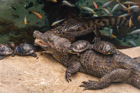 Black crocodile and turtles sit on it near a pond in which goldfish swim, tropical plotの写真素材