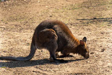 Baby kangaroo eating, chews and wiggles ears. Antilopine wallaroo, Macropus antilopinusの写真素材