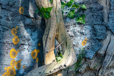 Tropical background, jungle texture and stone rock with lianas in rainforest with moss