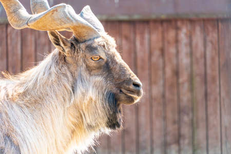 The markhor or scythe goat close-up looks into the camera. Mountain goat in the wild Capra falconeriの写真素材