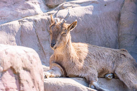 The Markhor or scythe goat lies on rocks and gets sunbases. Mountain goat in the wild Capra falconeriの写真素材