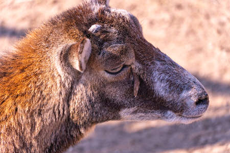 Baby european mouflon basking in the sun, domestic sheep in the afternoon close-upの写真素材