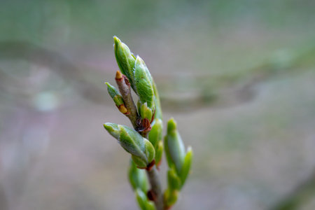 Unblown buds on trees macro. Bare young tree branches in spring in the garden close-up on a blurred...