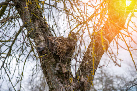 Bird made a nest on a tree, birds nest close-upの写真素材