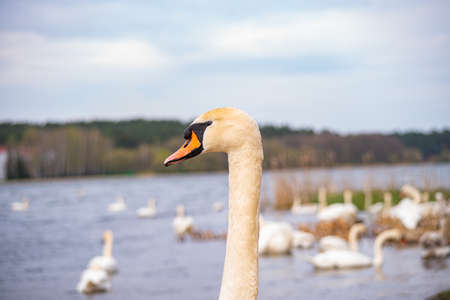 Head and neck of a white swan against the background of a pondの写真素材