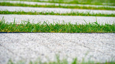 Grass between sidewalk tiles, overgrown with grass urban environment, water drainage street designの写真素材