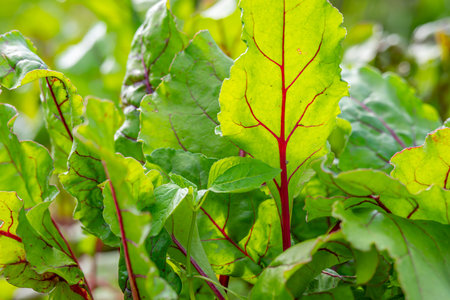 Tops of beetroots in the beds. Beet green leaves in the garden top view close up. beetroot growing...