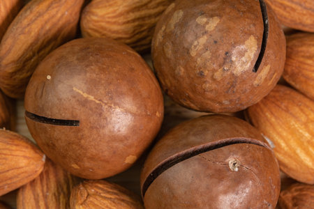 Whole Australian shelled macadamia nuts on wooden background close up. Healthy skin and hair and natural healing oil treatmentの写真素材