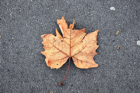 Autumn Leaf on the Pavement in Colorの写真素材