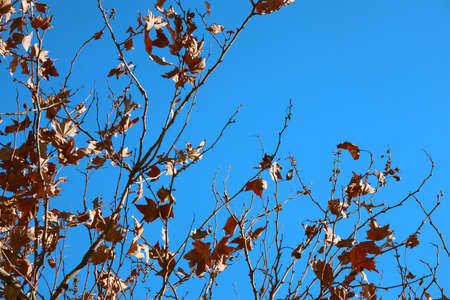 Dry Autumn Leaves on Thin Branches and the Blue Bright Skyの写真素材