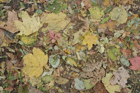 Dry Autumn Foliage Decayed on the Groundの写真素材