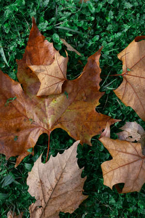 Autumn Leaves on a Fesh Green Grass Meadowの写真素材
