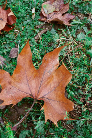 Autumn Leaves on a Fesh Green Grass Meadowの写真素材