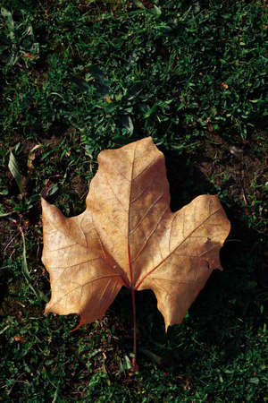 Autumn Leaf on a Fesh Green Grass Meadowの写真素材