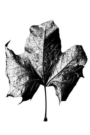 Dry and Cracked Autumn Leaf Isolatedのイラスト素材
