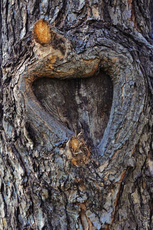 Tree Bark with Embedded Heart Shapeの写真素材