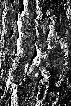 Pine Skin Textureの写真素材