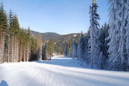Empty ski piste in mountains in good sunny weather and fire trees asideの写真素材