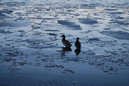 Duck couple on St. Valentine's Day swimming in melting river as the spring comesの写真素材