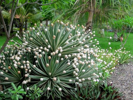 How do you think why cactus has white balls  Itの写真素材