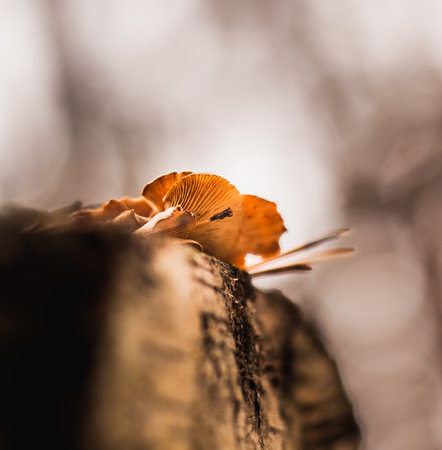 Mushrooms colony in the forestの写真素材