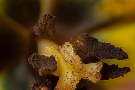 Macro photography background with detailed flower close up viewの写真素材