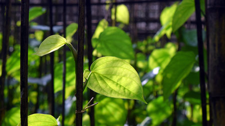 betel green leaves in the garden