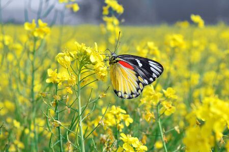 Red Spot Jezebel on Mustard Flower in Yellow background.の写真素材