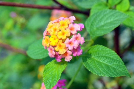 Lantana Camara flowers in nature
