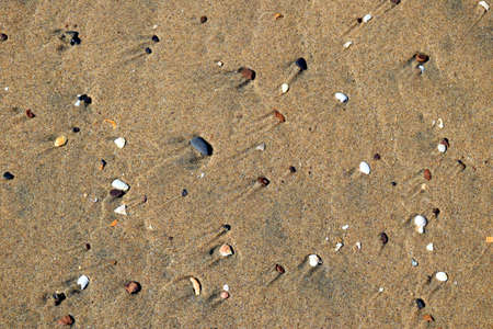 Sea Beach Sand and Snail texture and patternsの写真素材
