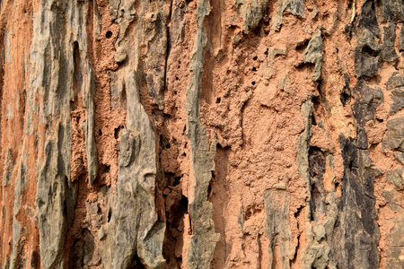 Tree trunk in nature, wood textures