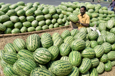 Happy farmer for her cultivated fruits when he collect from field.のeditorial素材