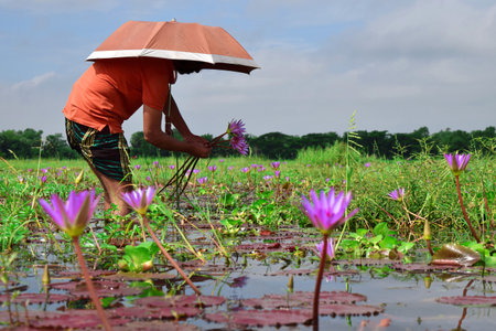 A man collecting Water lily flowers from natural pondのeditorial素材