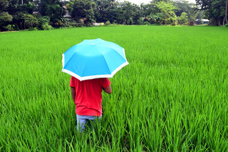 Boy walking in village green agriculture field with umbrella for safety from hot weatherの写真素材
