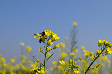 Mustard flowers with a bee over blurred background