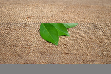 Three green lemon leaf isolated on jute fabric background