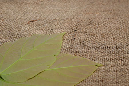 Fresh green leaves on jute fabric background, natural leaves - top view.の写真素材