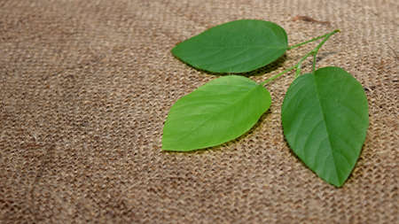 Fresh green leaves on jute fabric background, natural leaves - top view.の写真素材