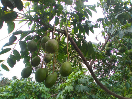 June plum (Spondias dulcis) or ambarella or golden apple tropical fruit on a plant. Healthy and...