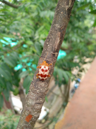 Ladybug beetle on the tree in the garden, Bangladesh.の写真素材