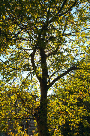 Green leaves, bright sun, nature background