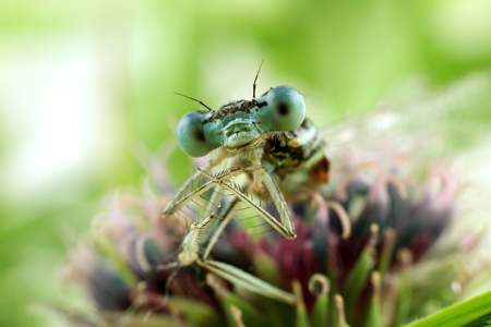 Blue Damselfly close-up of the eyesの写真素材