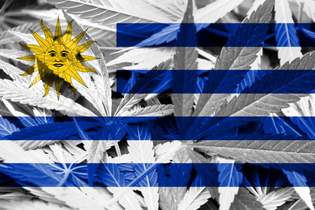 Uruguay Flag on Cannabis backgroundの写真素材