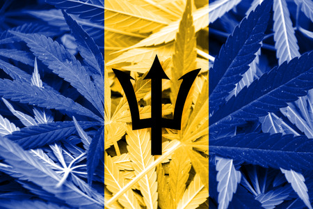 Barbados Flag on cannabis background. Drug policy. Legalization of marijuanaの写真素材
