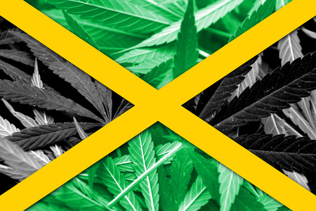 Jamaica Flag on cannabis background. Drug policy. Legalization of marijuanaの写真素材