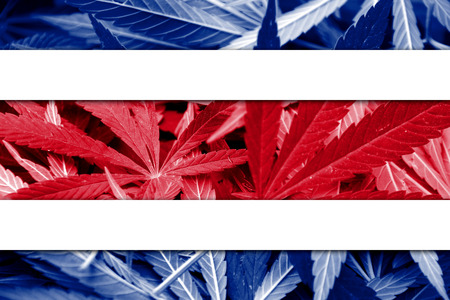 Costa Rica Flag on cannabis background. Drug policy. Legalization of marijuanaの写真素材