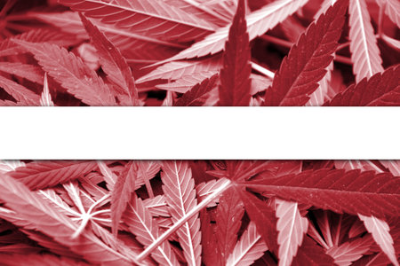 Latvia Flag on cannabis background. Drug policy. Legalization of marijuanaの写真素材