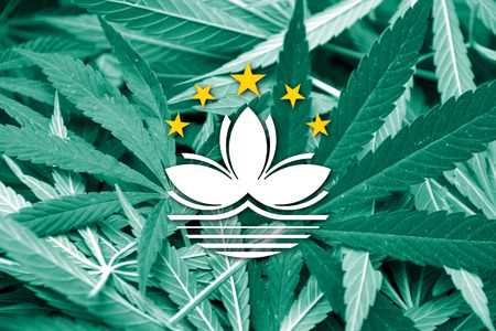Macau Flag on cannabis background. Drug policy. Legalization of marijuanaの写真素材