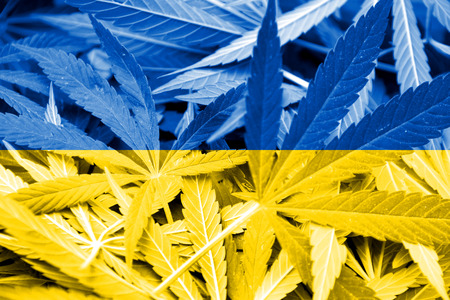 Ukraine Flag on cannabis background. Drug policy. Legalization of marijuanaの写真素材